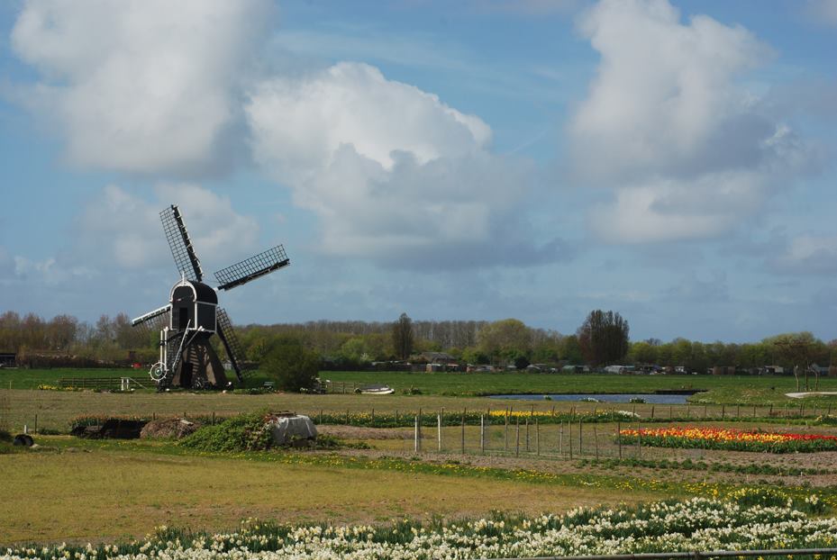 Foto Landschap Natuur Tulpen Lente Foto Fotografie