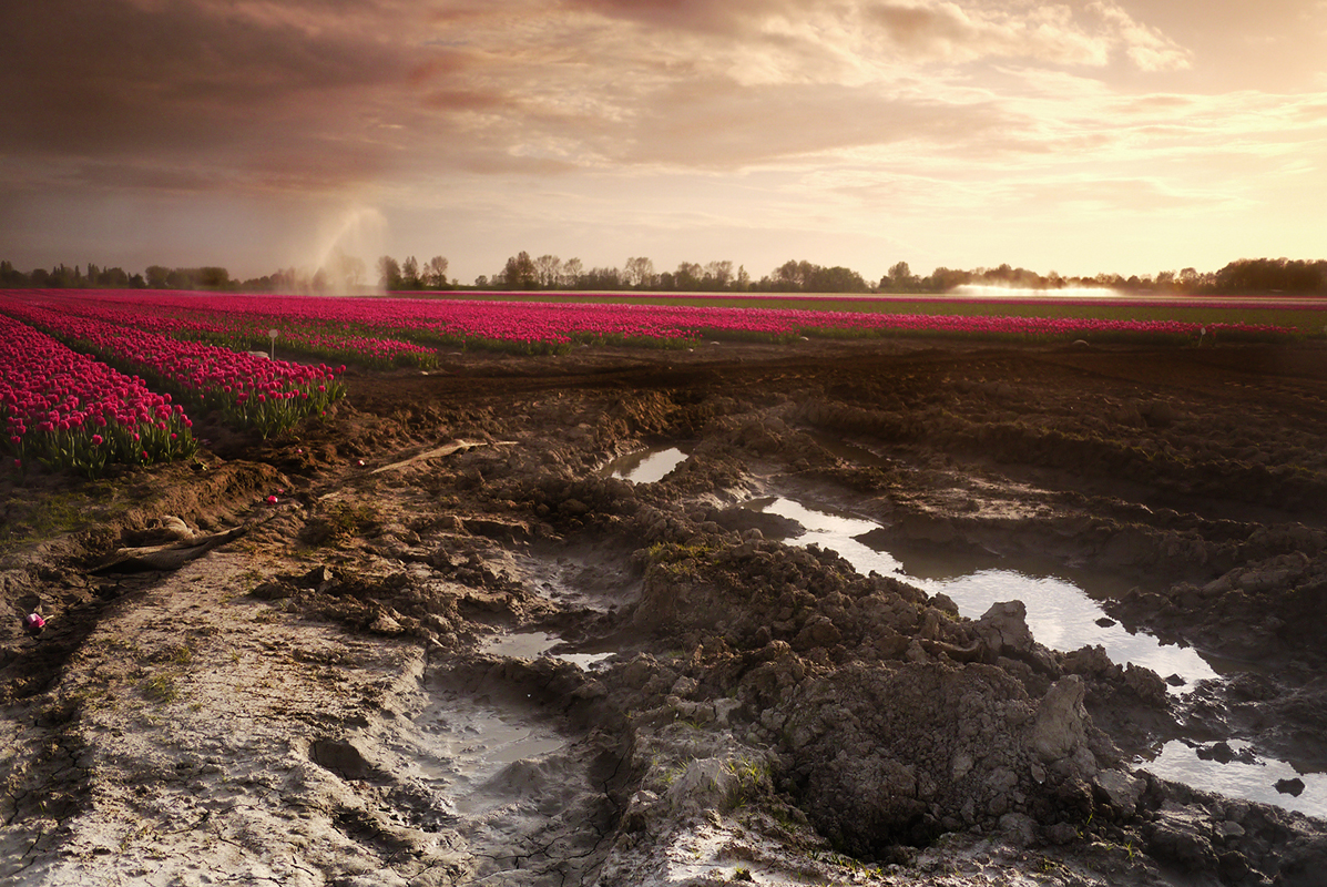 Fotocursus Vervolg Foto Filter Landschap Tulpen